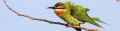 Зеленая щурка фото (Merops superciliosus) - изображение №1731 onbird.ru.<br>Источник: www.rockjumperbirding.com